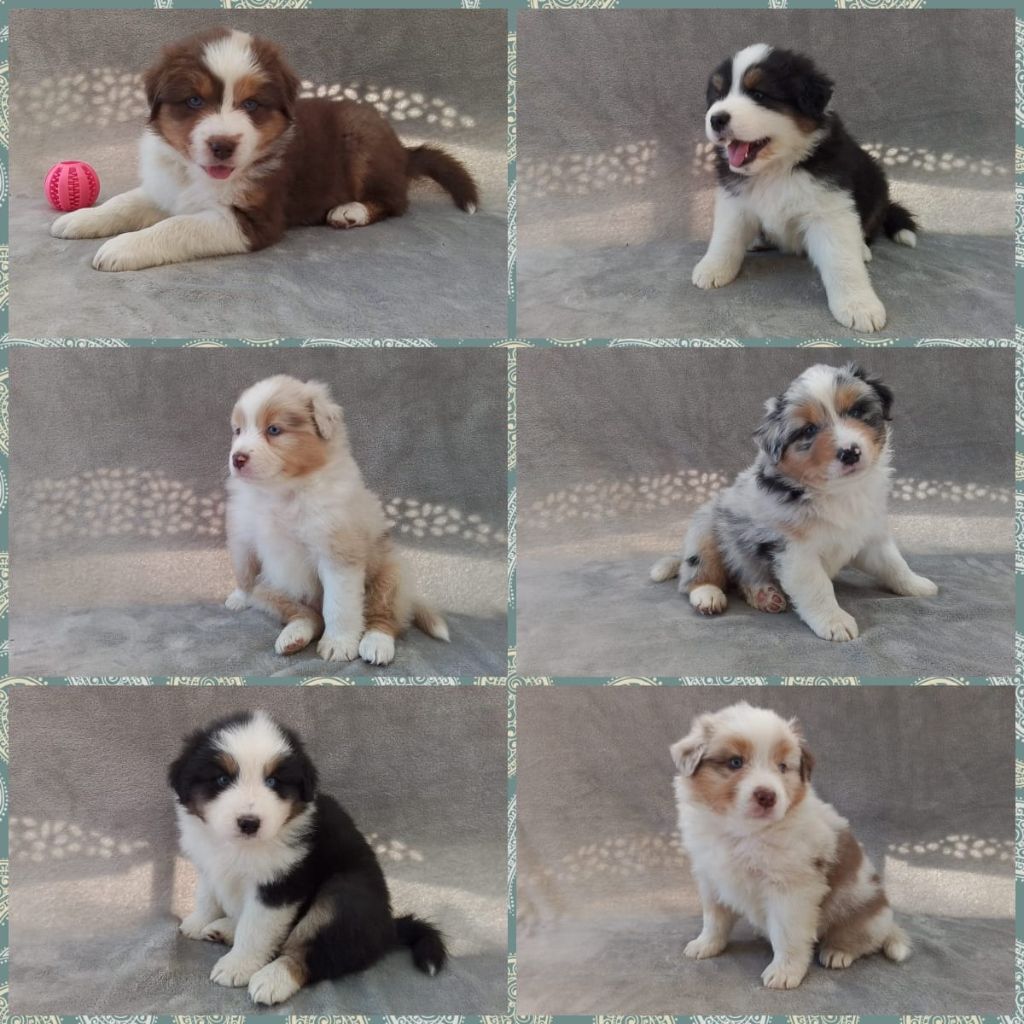 Aurélien Agha - Berger Australien - Portée née le 08/08/2025