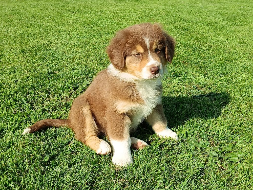 Aurélien Agha - Chiots disponibles - Berger Australien