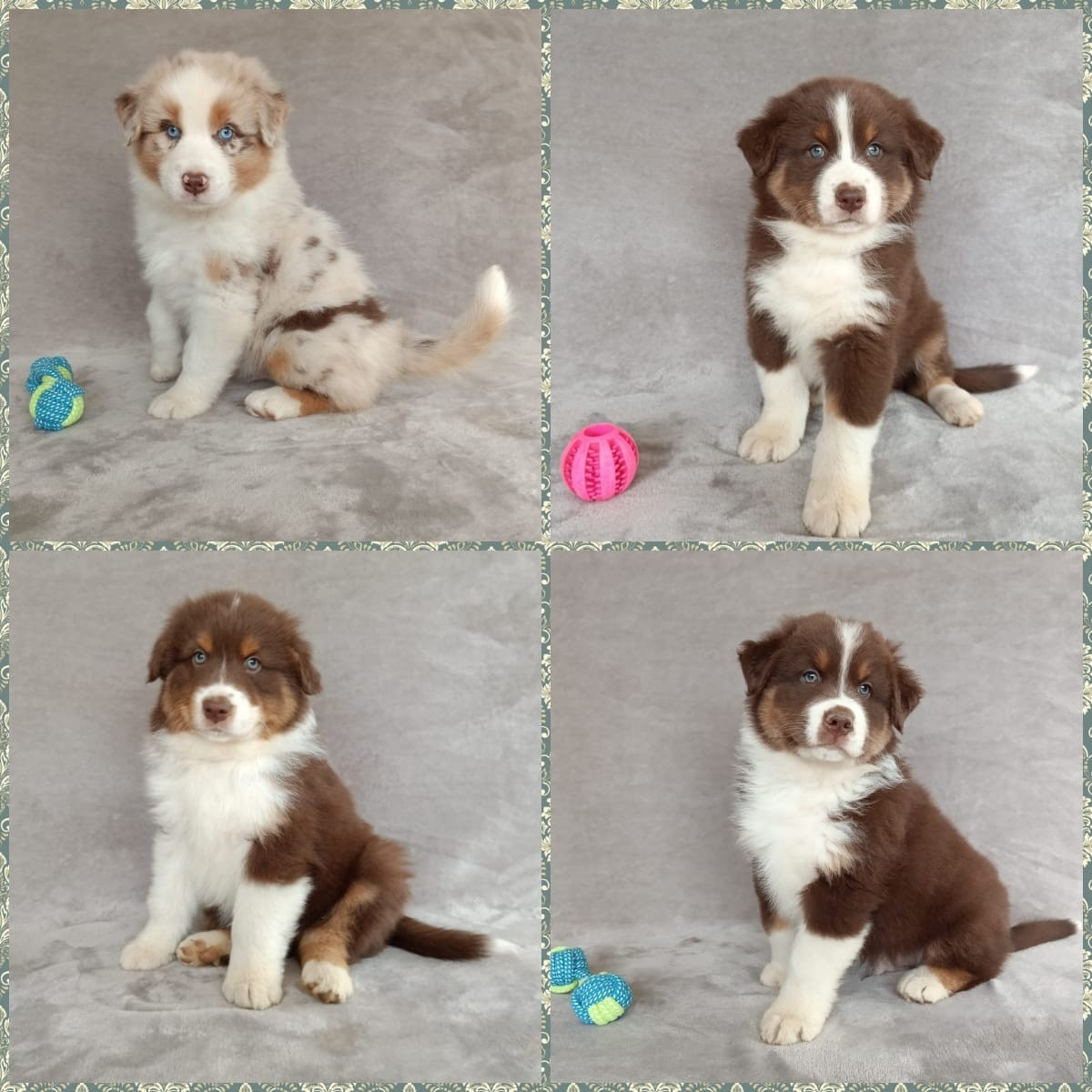 Chiot Berger Australien Aurélien Agha