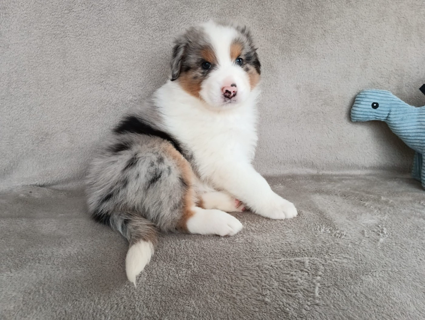 Aurélien Agha - Chiots disponibles - Berger Australien