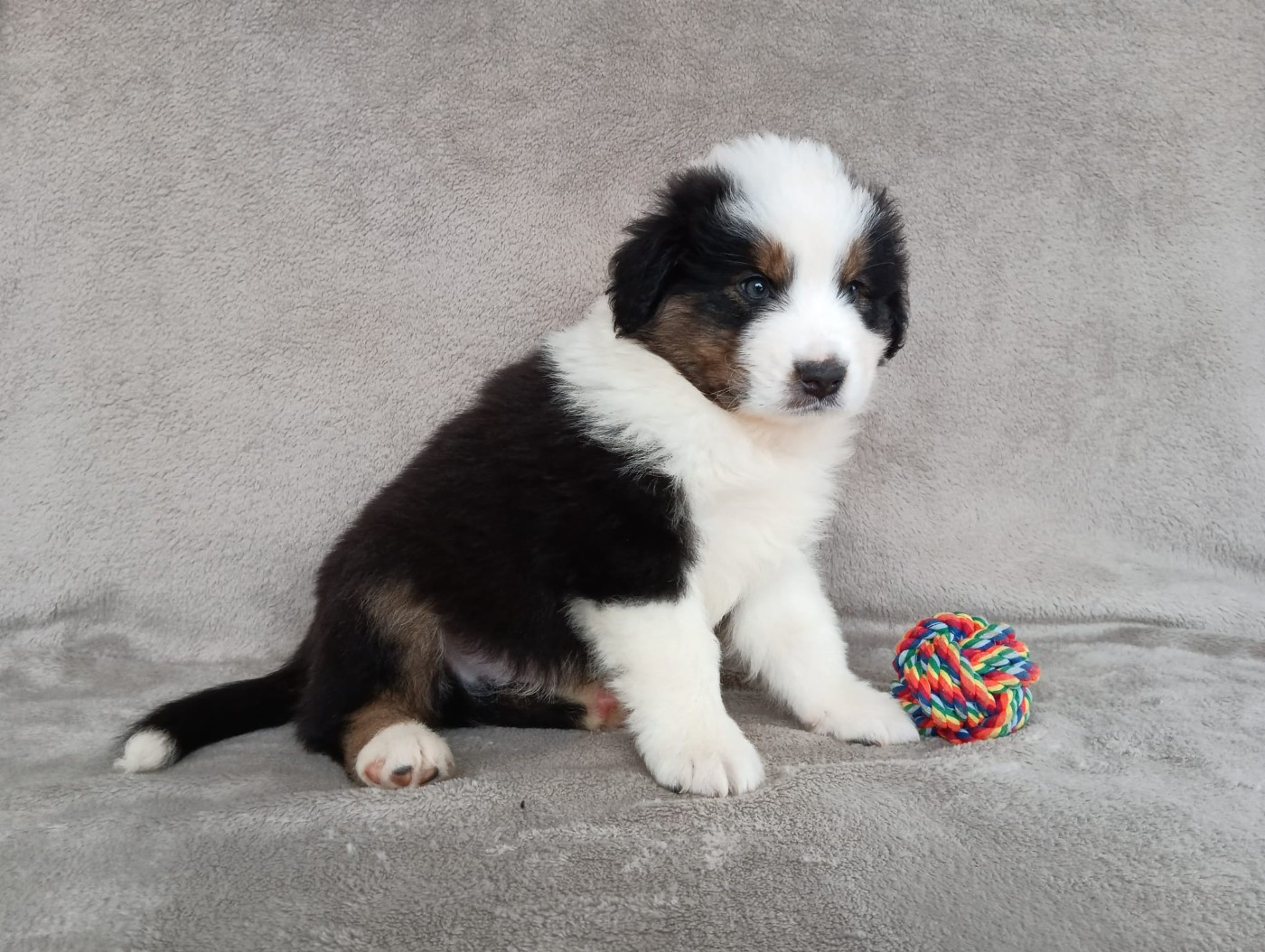 Aurélien Agha - Chiots disponibles - Berger Australien