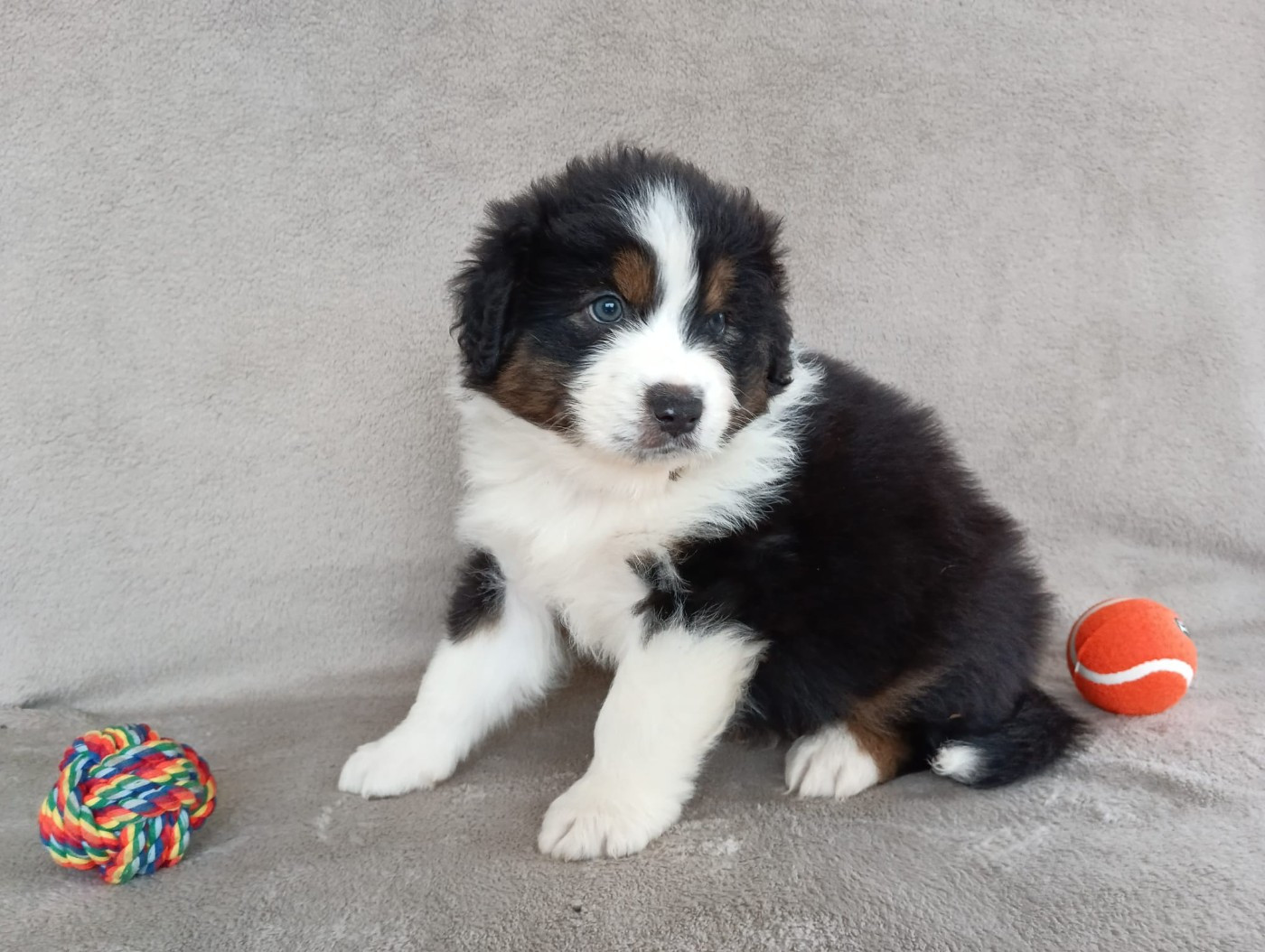 Aurélien Agha - Chiots disponibles - Berger Australien