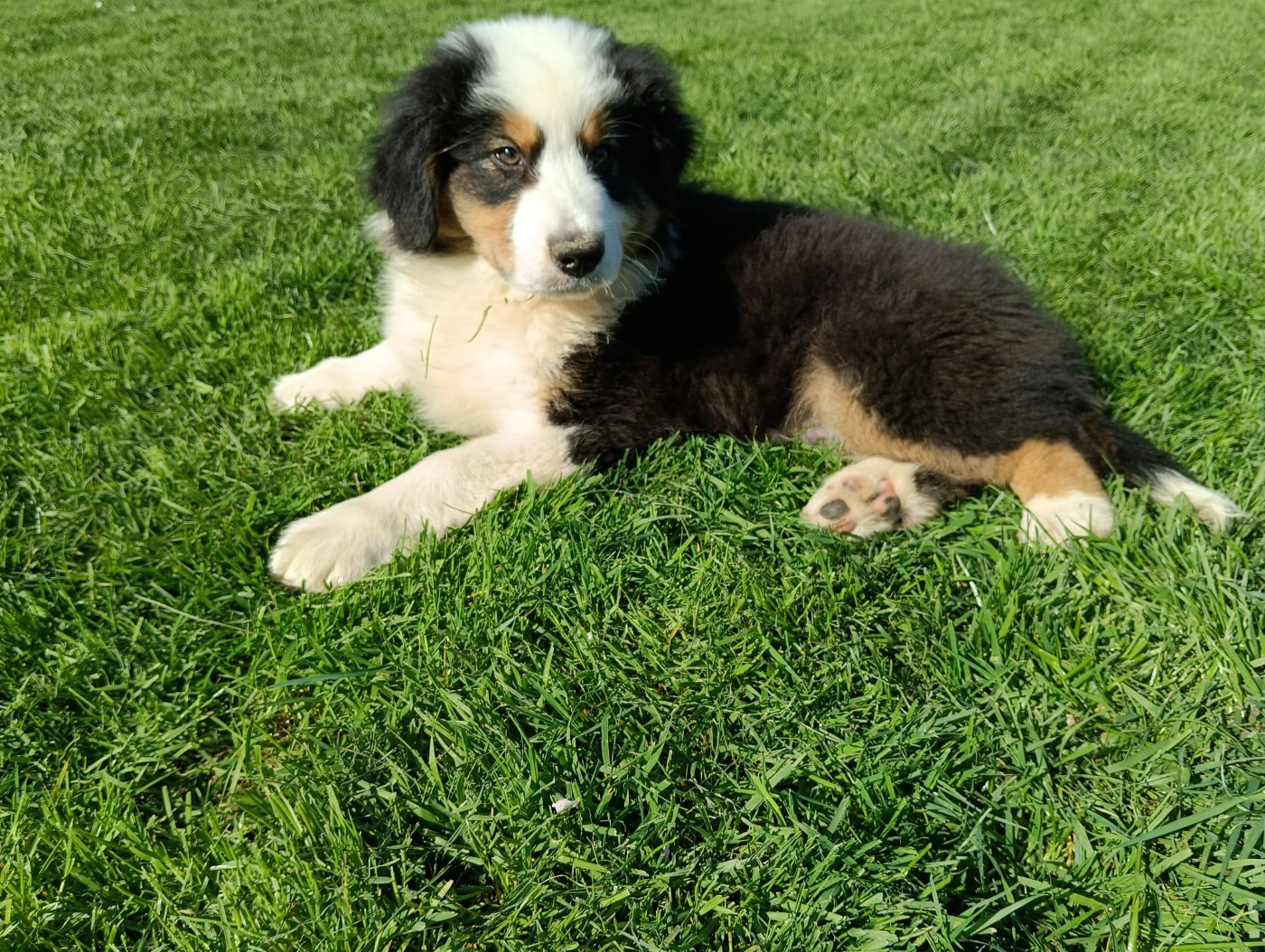 Aurélien Agha - Chiots disponibles - Berger Australien