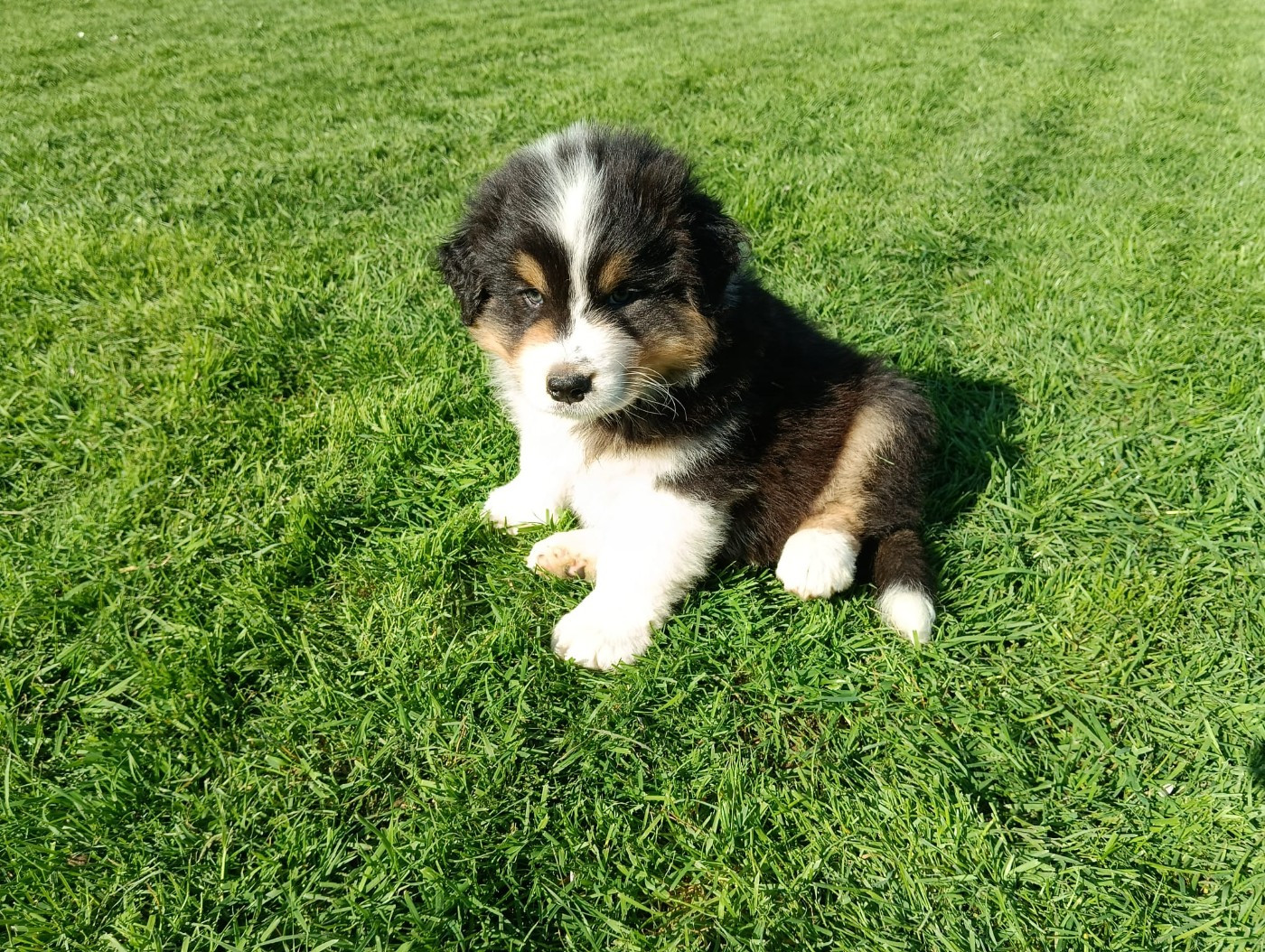 Aurélien Agha - Chiots disponibles - Berger Australien