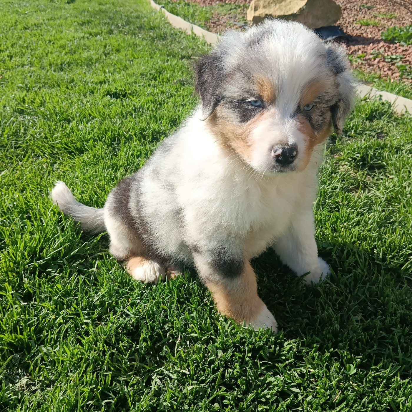 Aurélien Agha - Chiots disponibles - Berger Australien