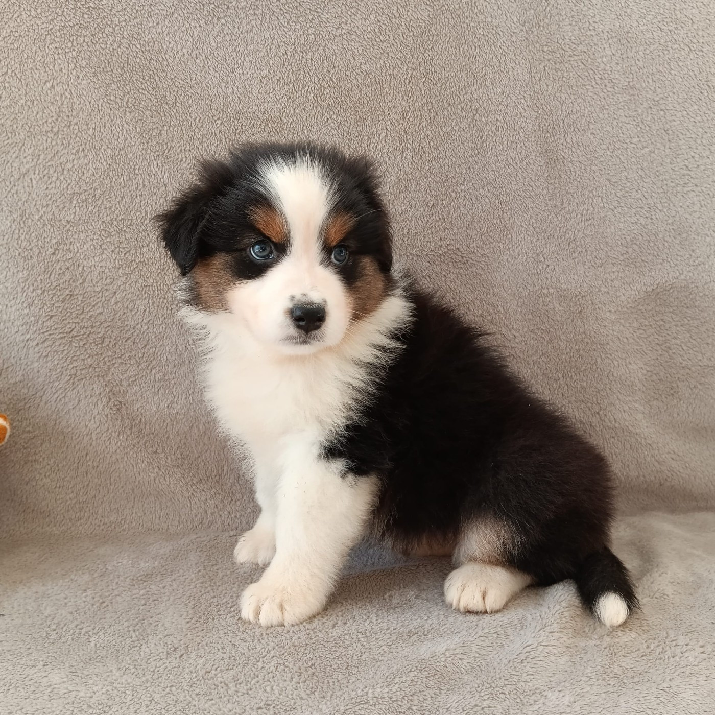 Aurélien Agha - Chiots disponibles - Berger Australien