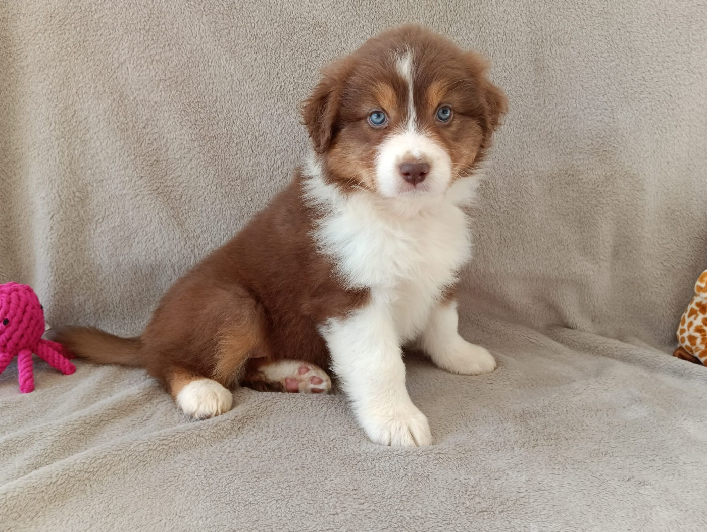 Aurélien Agha - Chiots disponibles - Berger Australien