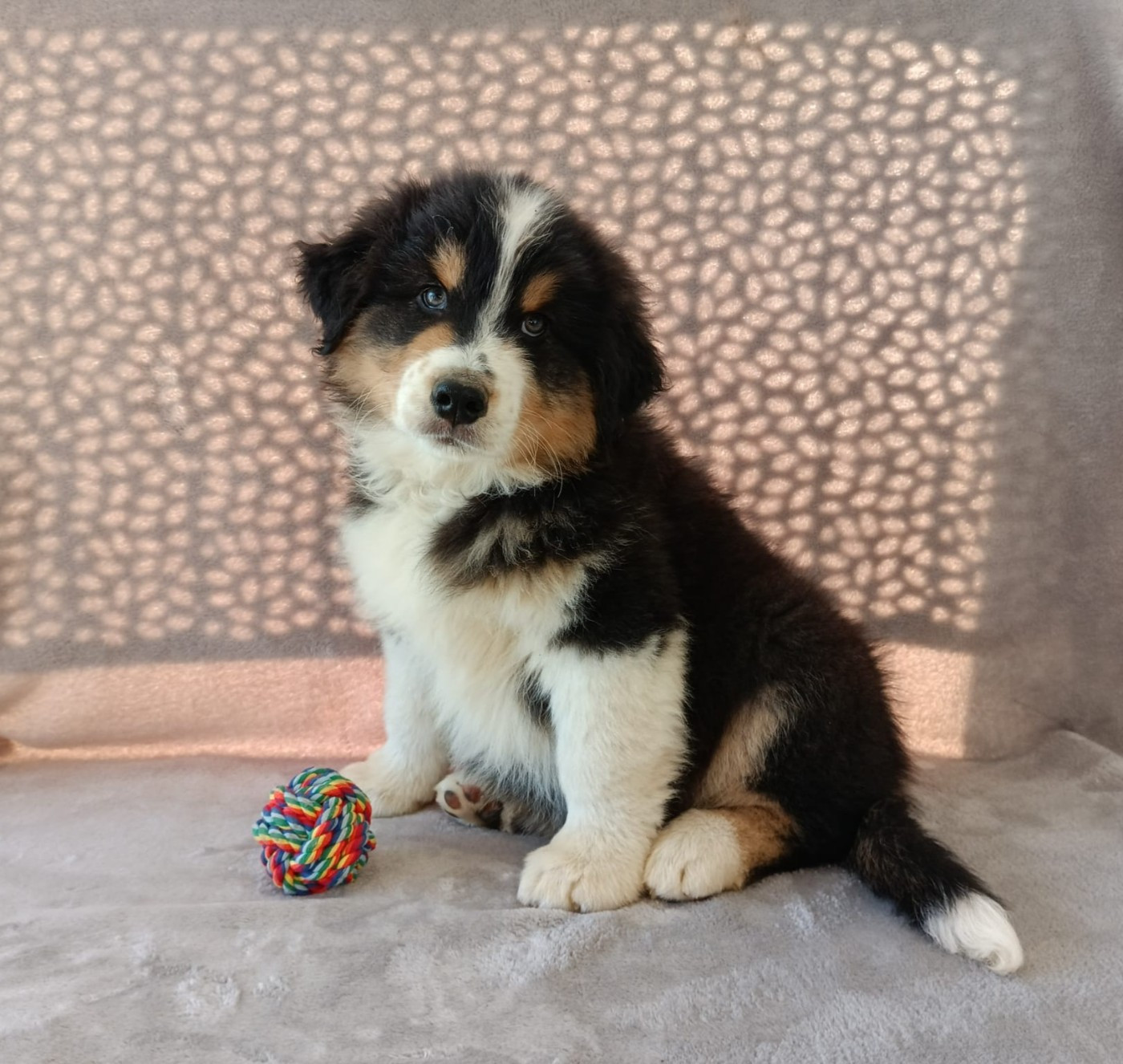 Aurélien Agha - Berger Australien - Portée née le 09/01/2026