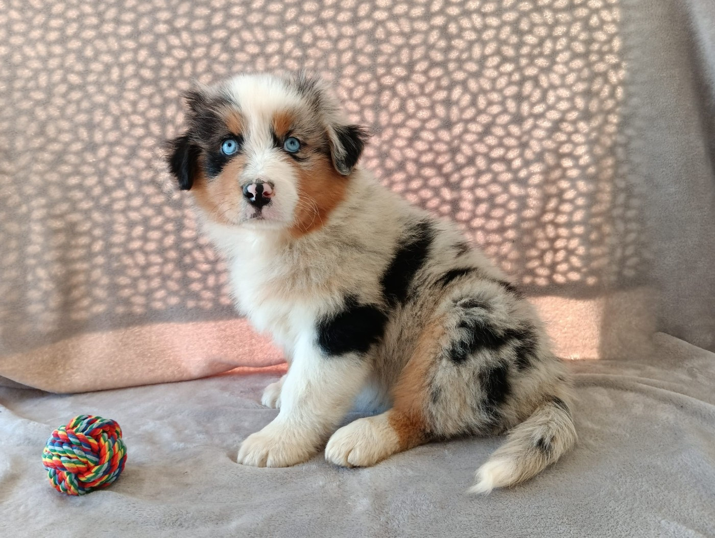 Aurélien Agha - Chiots disponibles - Berger Australien