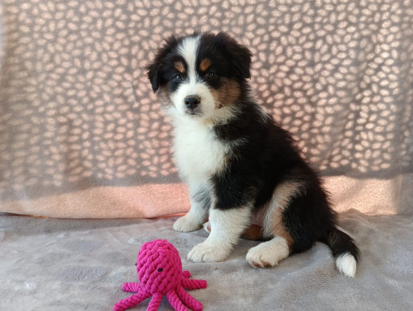 Aurélien Agha - Chiots disponibles - Berger Australien