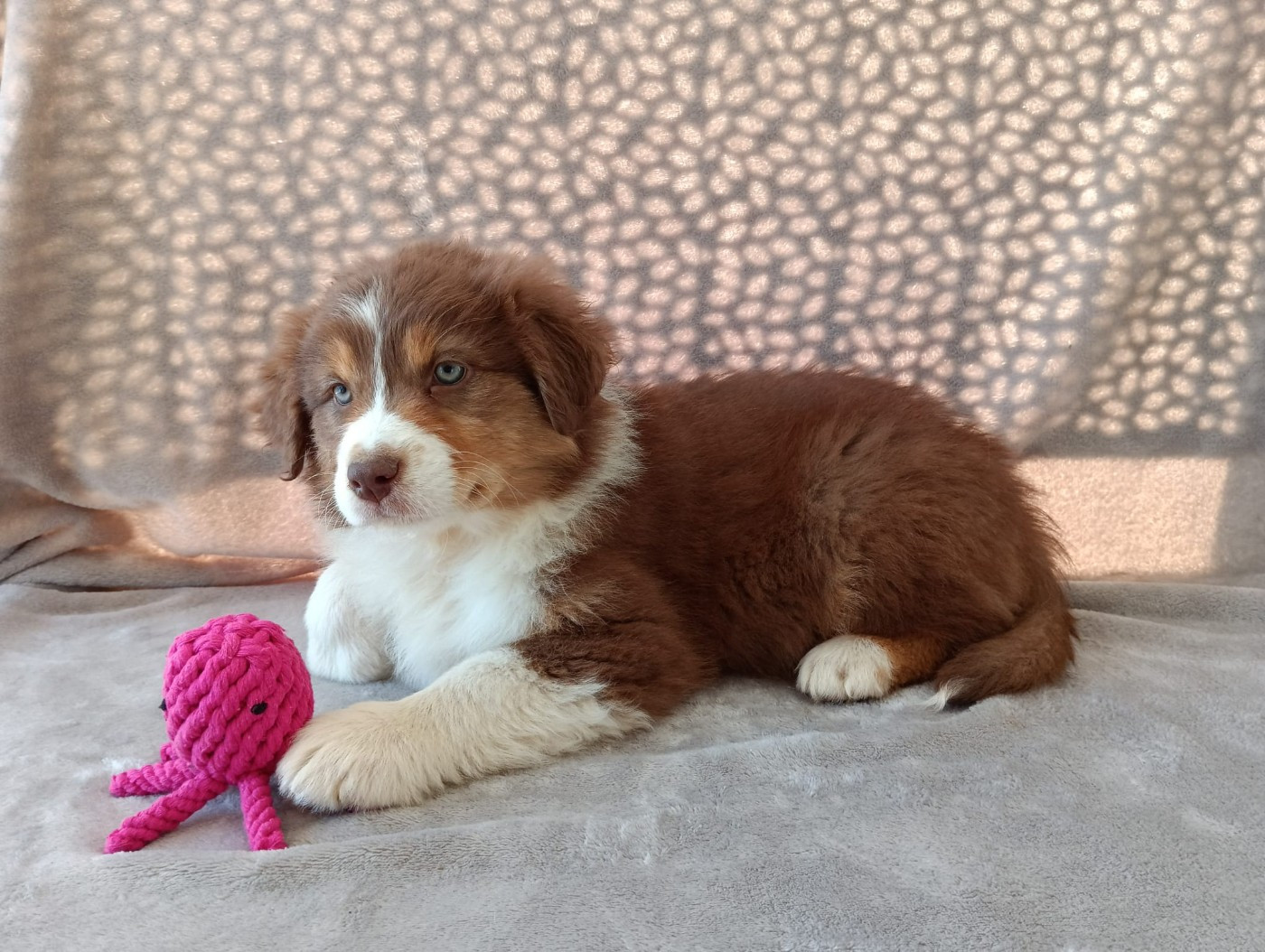 Aurélien Agha - Chiots disponibles - Berger Australien