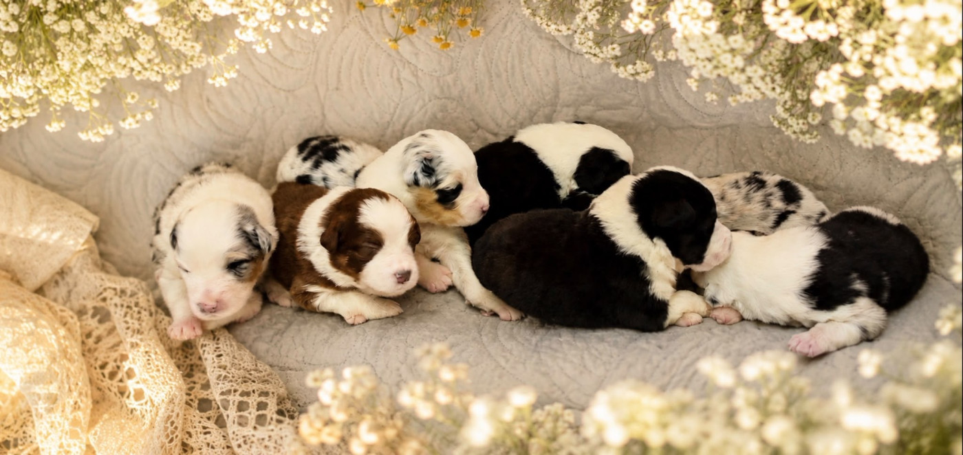 Chiot Berger Australien Aurélien Agha