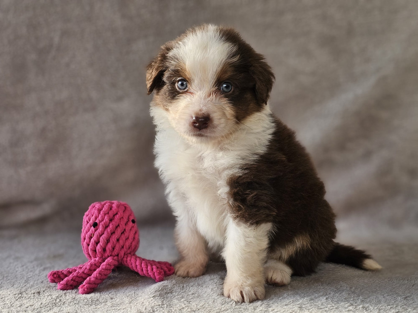Aurélien Agha - Chiots disponibles - Berger Australien