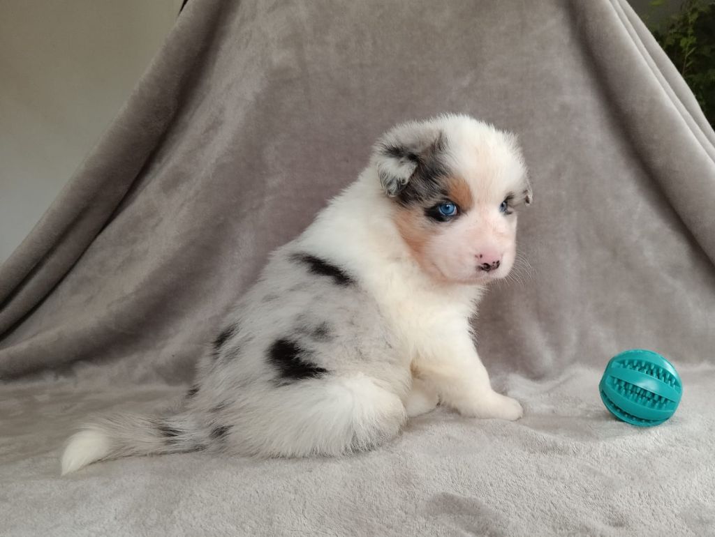 Aurélien Agha - Berger Australien - Portée née le 03/11/2024