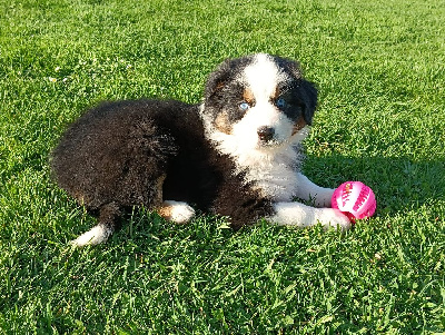 CHIOT