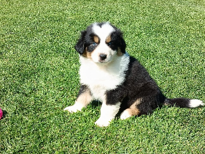 CHIOT