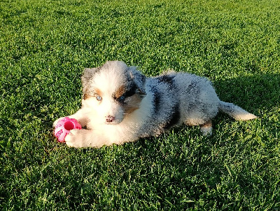 CHIOT