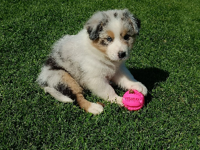CHIOT