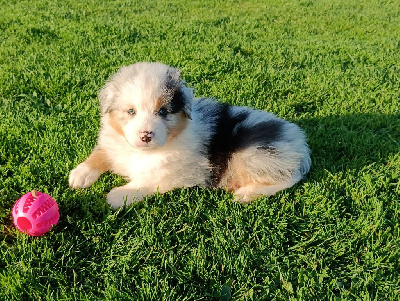 CHIOT