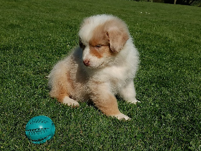 CHIOT