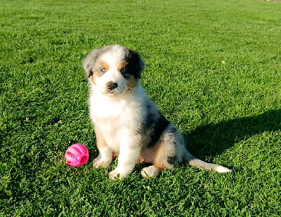 CHIOT