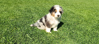CHIOT
