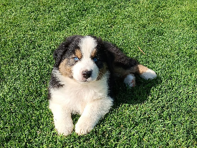 CHIOT