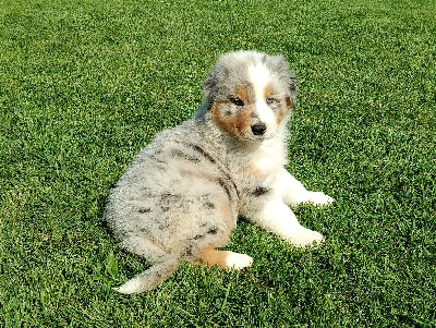CHIOT