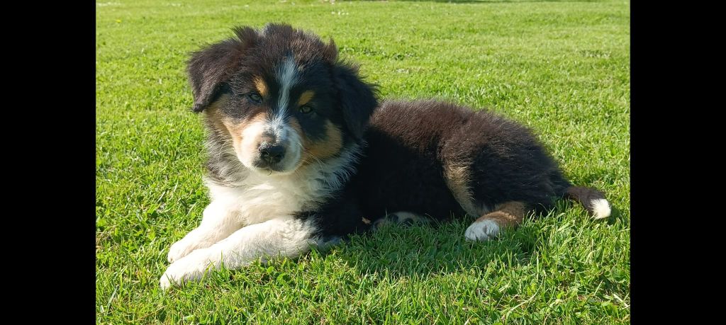 Aurélien Agha - Chiots disponibles - Berger Australien